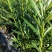 夹竹桃树苗夹竹桃盆栽柳叶桃树苗半年红小区绿化植物夹竹桃花