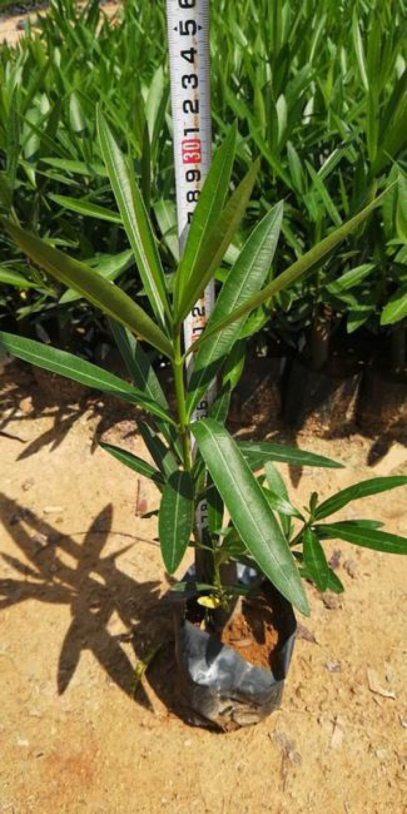 夹竹桃树苗夹竹桃盆栽柳叶桃树苗半年红小区绿化植物夹竹桃花