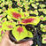 进口彩叶芋如意小盆栽绿植花卉竹芋办公桌桌面植物