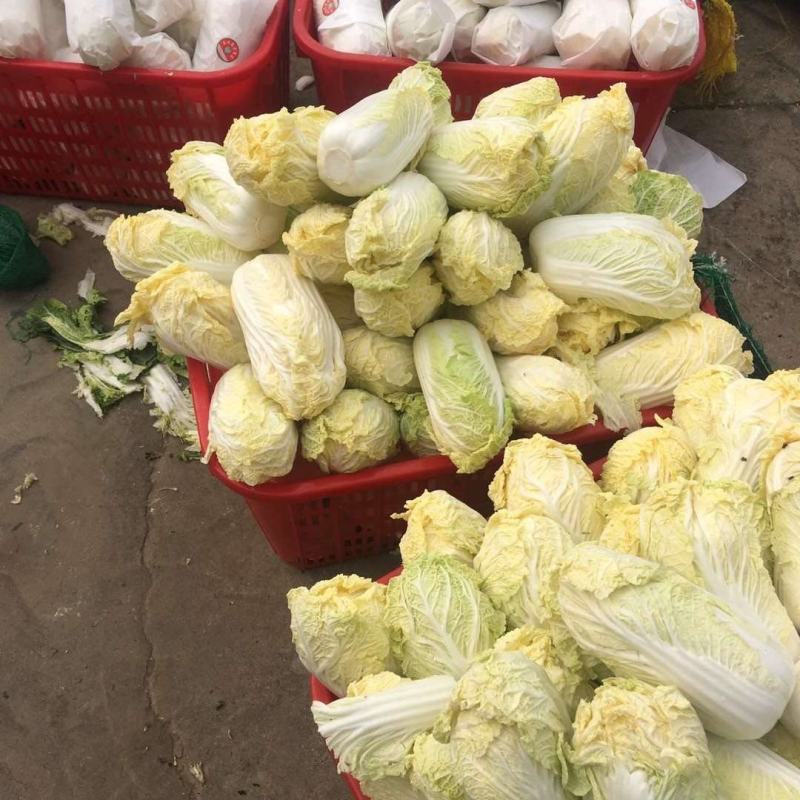 【实力推荐】娃娃菜大娃娃菜，专业削菜工，打包工欢迎选购