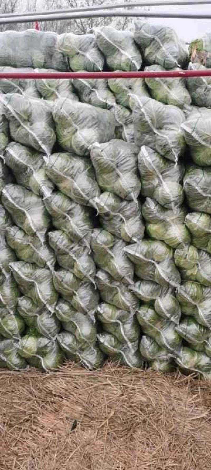 【实力推荐】湖北精品甘蓝已大量上市。欢迎各地客商前来选购