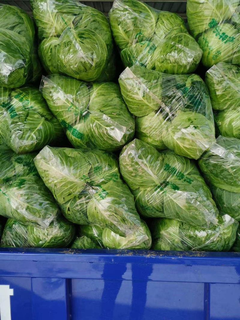 【实力推荐】湖北精品甘蓝已大量上市。欢迎各地客商前来选购