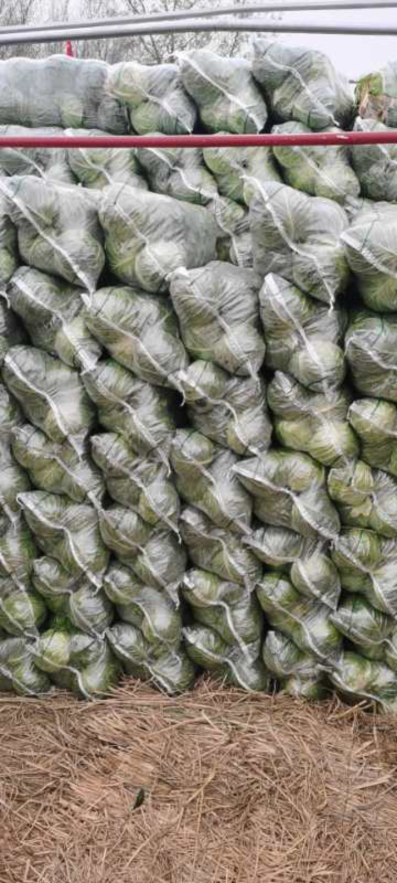 甘蓝湖北襄阳精品甘蓝以大量上市货源充足价格稳定