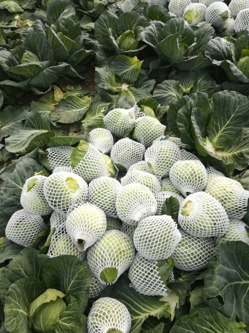 甘蓝湖北襄阳精品甘蓝以大量上市货源充足价格稳定