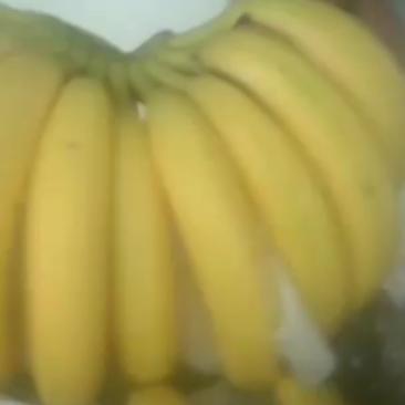 大量批发南美香蕉