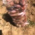山东红薯货源充足价格实惠全国发货保质保量