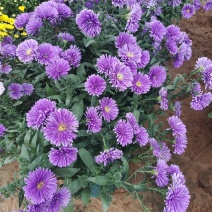 国庆菊九月菊荷兰球菊多种颜色基地直发