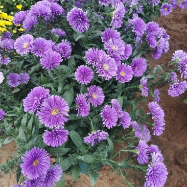 国庆菊九月菊荷兰球菊多种颜色基地直发