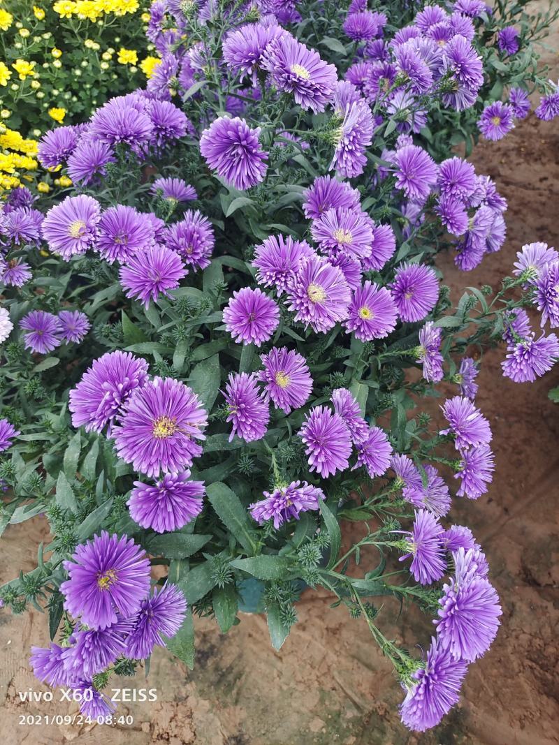 国庆菊九月菊荷兰球菊多种颜色基地直发