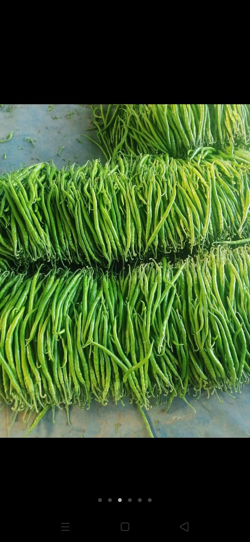 芜湖椒辣椒山东费县各种鲜辣椒大量上市，货源充足，