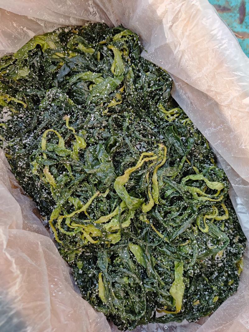 海带苗，霞浦特产，细，嫩，天然无污染