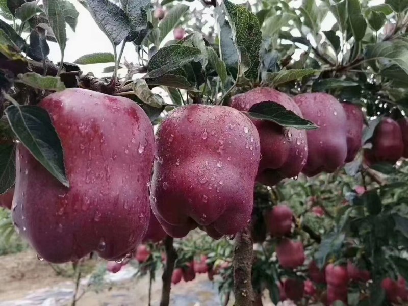 天水花牛苹果品质保证货源充足欢迎各地客商订购