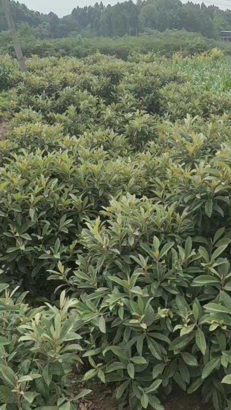 枇杷苗精品枇杷树苗量大从优对接全国