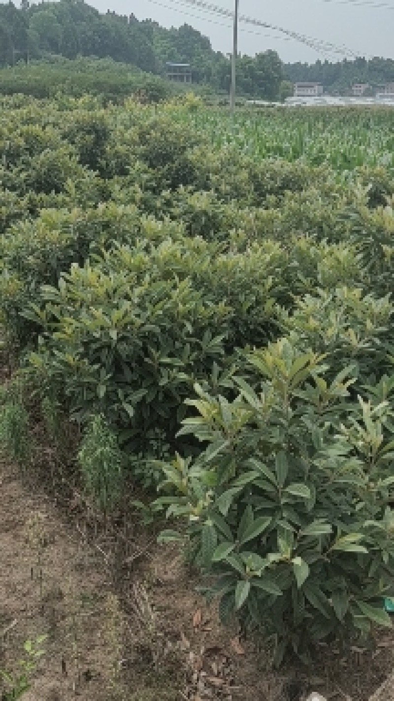 枇杷苗精品枇杷树苗量大从优对接全国