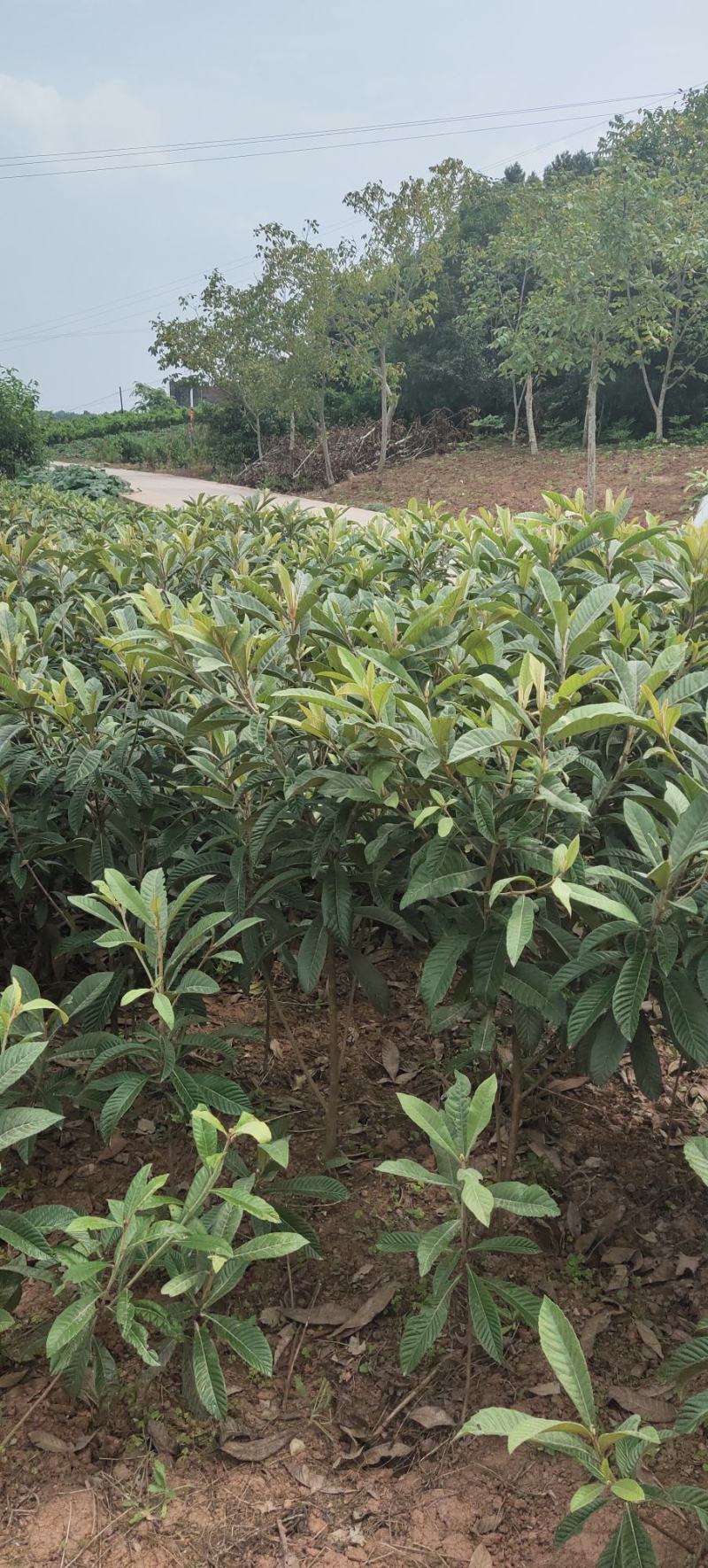 枇杷苗精品枇杷树苗量大从优对接全国