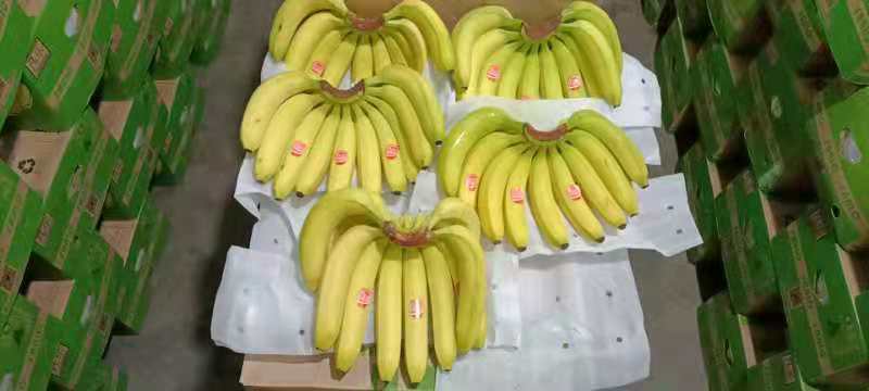 香蕉与芭蕉产地分布图