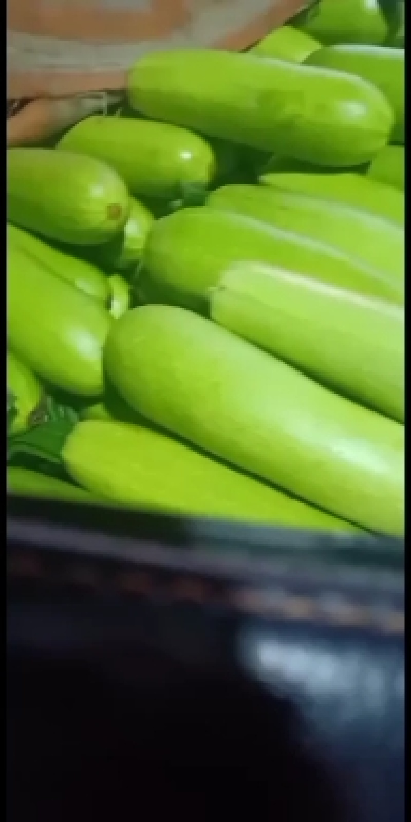 西葫芦，瓜果蔬菜专业种植区域质量优，价格美丽，我愿真诚为