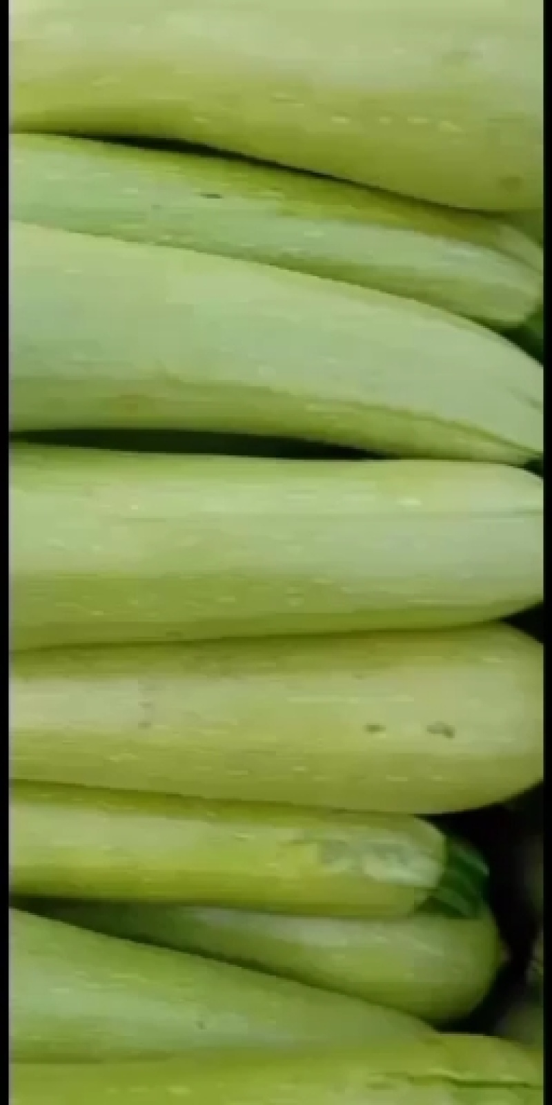 西葫芦，瓜果蔬菜专业种植区域质量优，价格美丽，我愿真诚为