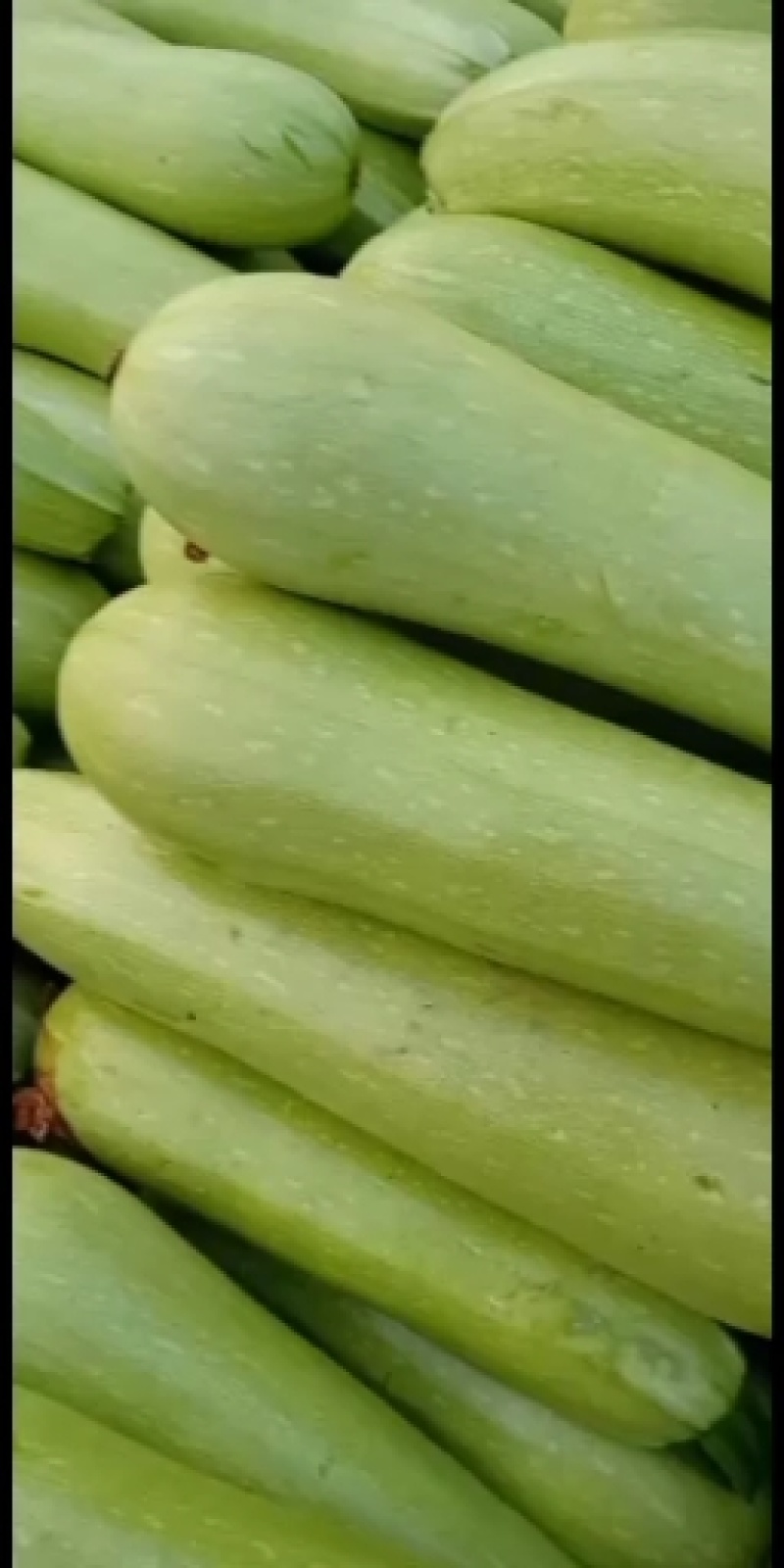 西葫芦，瓜果蔬菜专业种植区域质量优，价格美丽，我愿真诚为