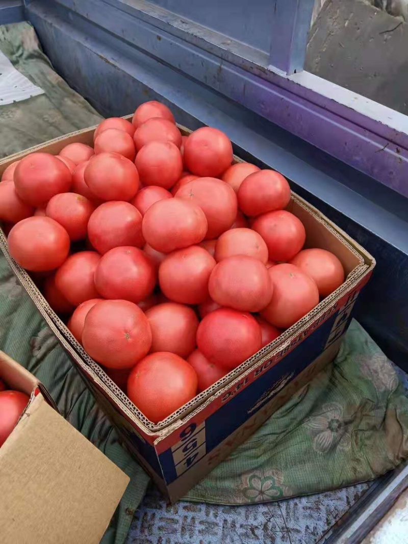 《精品西红柿》大棚西红柿一手货源种植基地一件代发