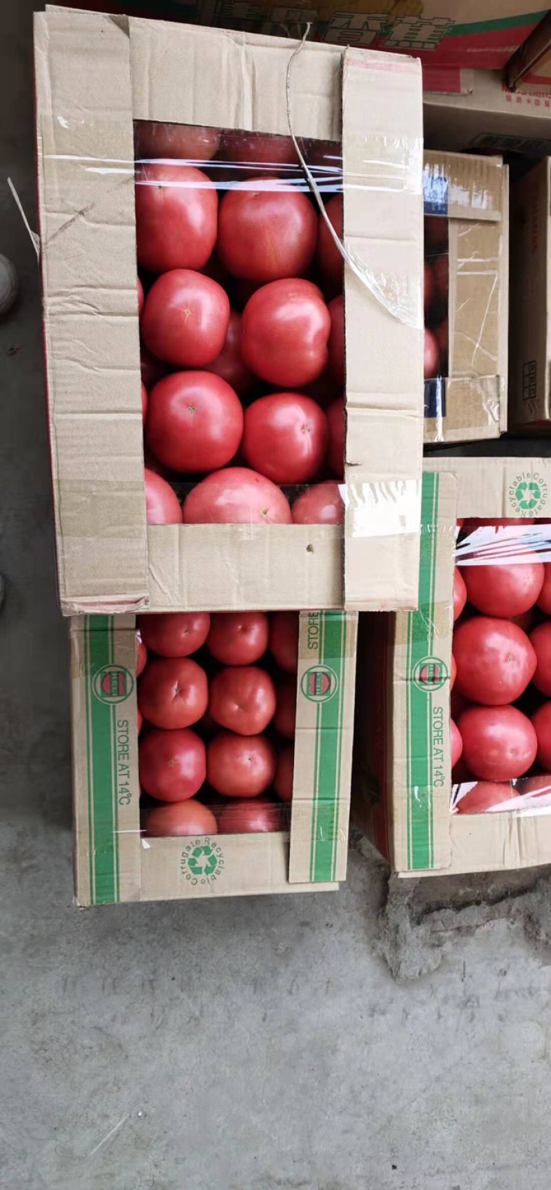 《精品西红柿》大棚西红柿一手货源种植基地一件代发