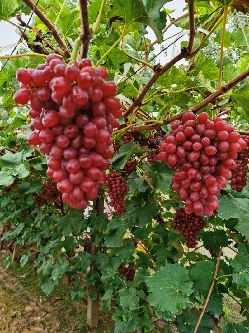 【河北特级】克伦生鲜果，即库存，口感好颜色亮供应各大商超