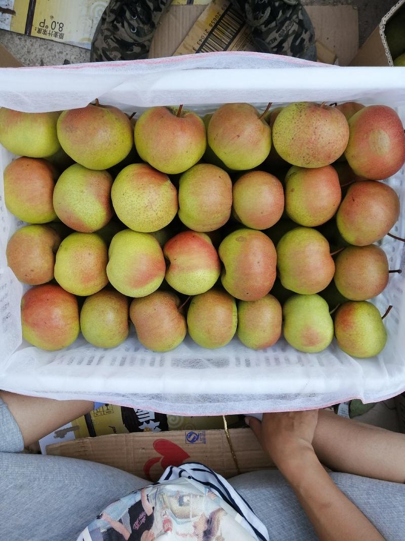 苹果梨，梨，可视屏看货皮薄糖度高耐储存口味佳。