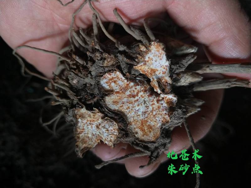 条形苍术苗，辽南条形苍术苗苍术苗，北苍术苗，朱砂点苗，