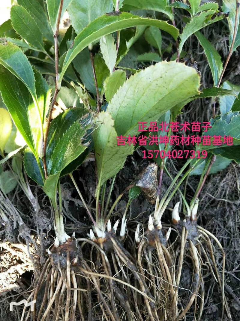 条形苍术苗，辽南条形苍术苗苍术苗，北苍术苗，朱砂点苗，