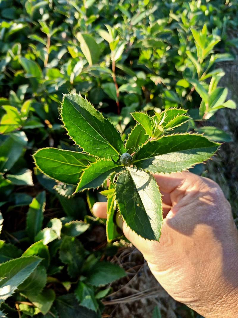 条形苍术苗，辽南条形苍术苗苍术苗，北苍术苗，朱砂点苗，