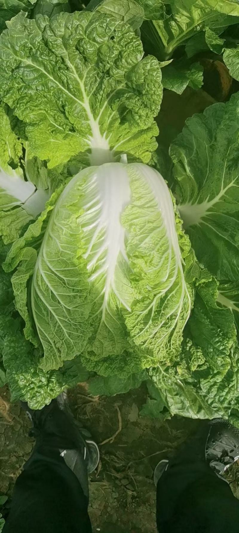 双城区白菜