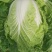 双城区白菜