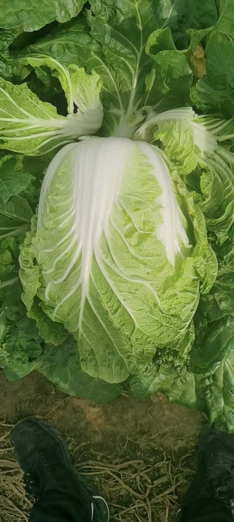 双城区白菜