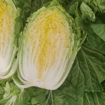 双城区白菜