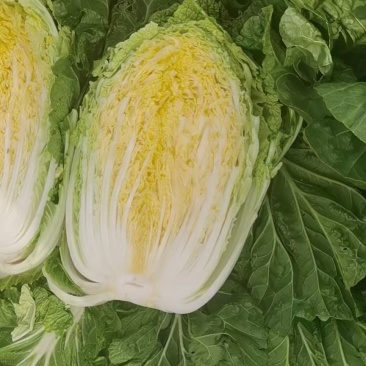 双城区白菜