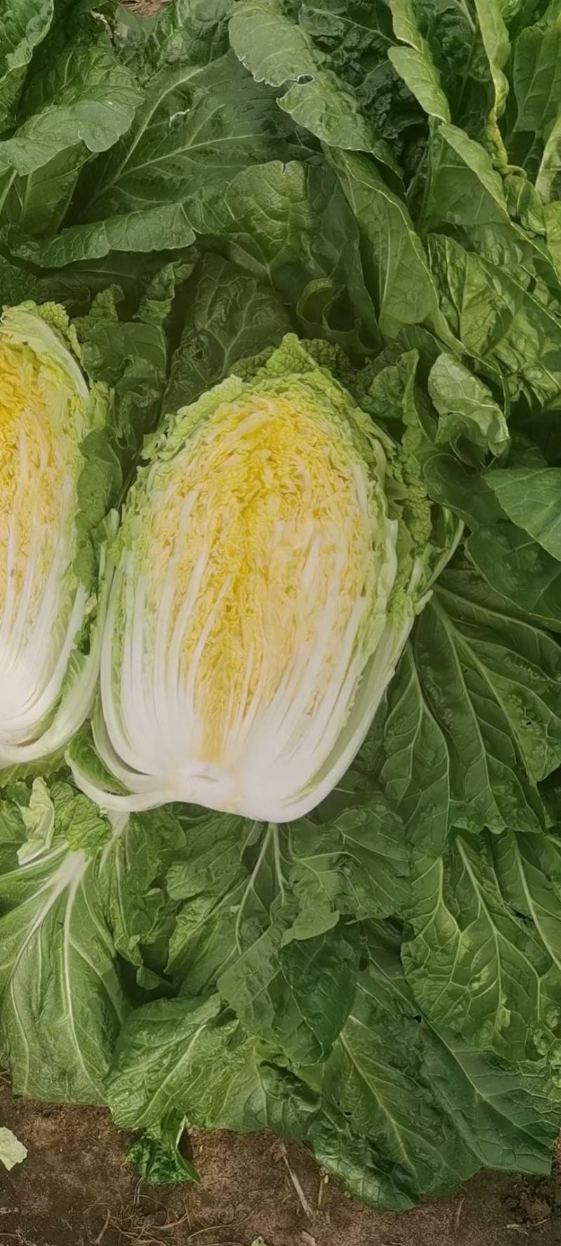 双城区白菜