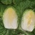 双城区白菜