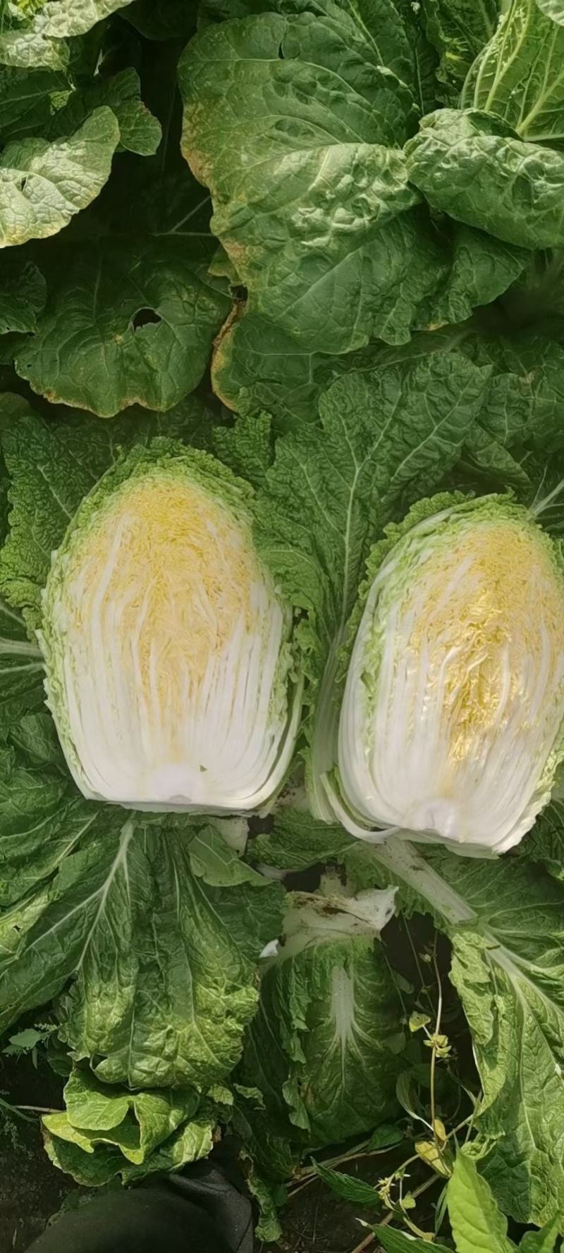 双城区白菜