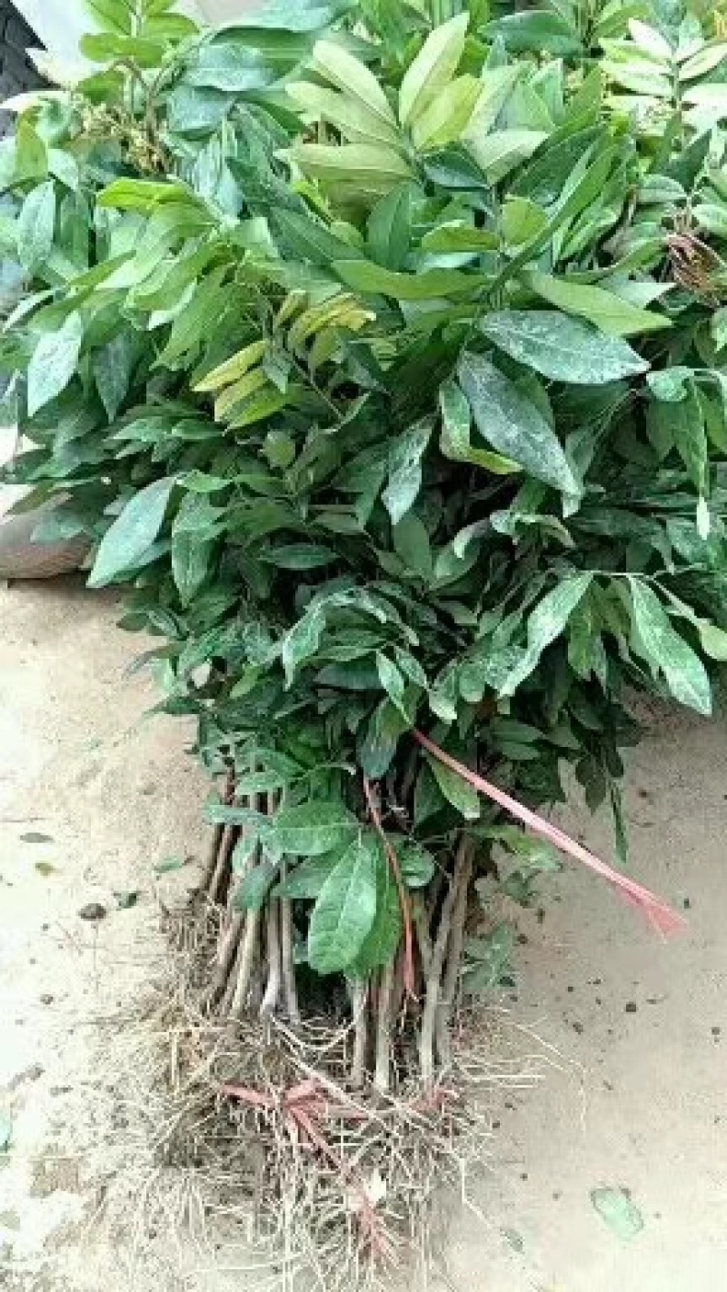 【热卖】四季龙眼树苗，广西龙眼苗，规格齐全保证存活率