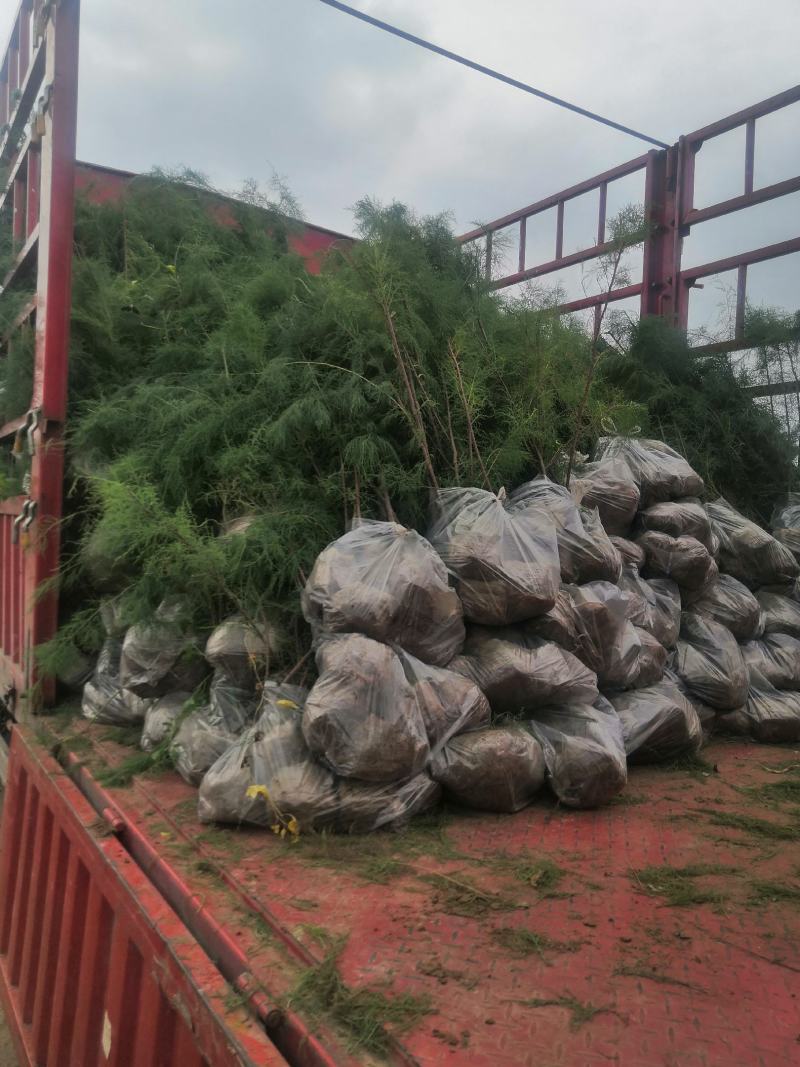 盐松柽柳基地，柽柳价格，哪里有柽柳，山东柽柳盐松基地