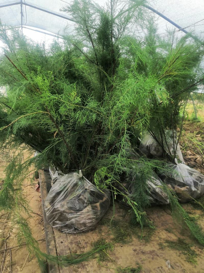 盐松柽柳基地，柽柳价格，哪里有柽柳，山东柽柳盐松基地