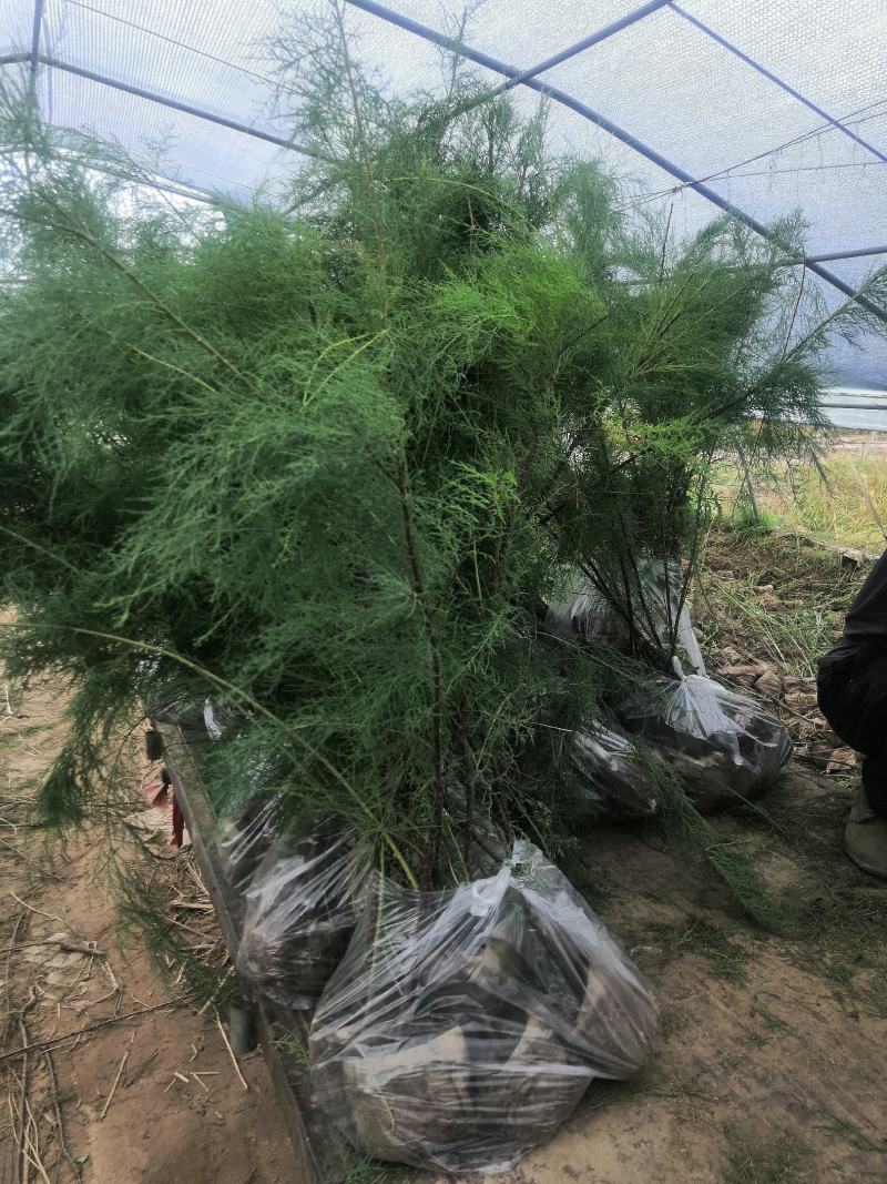 盐松柽柳基地，柽柳价格，哪里有柽柳，山东柽柳盐松基地