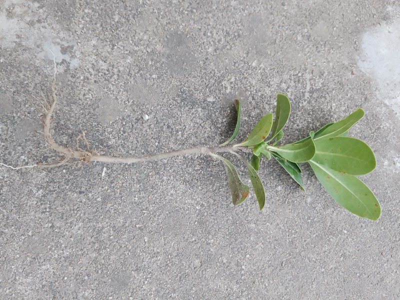 海桐芽苗，自种自销一手贺源（营养杯专用苗）