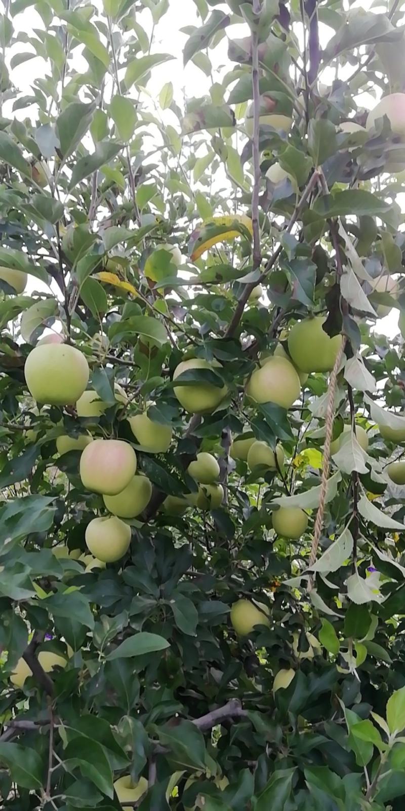 秦皇岛市青龙县解袋黄元帅热卖中大家好啊，