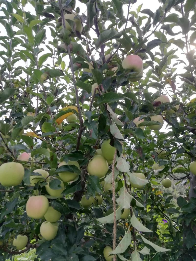 秦皇岛市青龙县解袋黄元帅热卖中大家好啊，