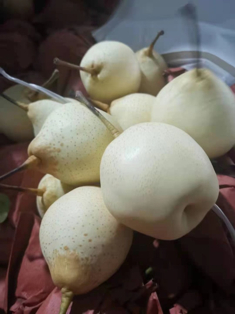南皮县鸭梨