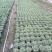 盆栽优质甘蓝(品种多)规格齐全绿化苗木代发全国欢迎来电