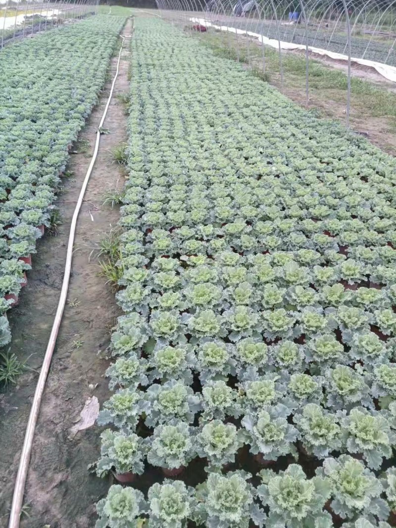 盆栽优质甘蓝(品种多)规格齐全绿化苗木代发全国欢迎来电