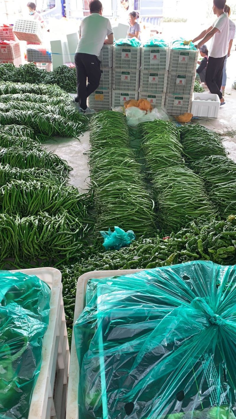 山东费县鲜辣椒线椒量大，电商市场超市