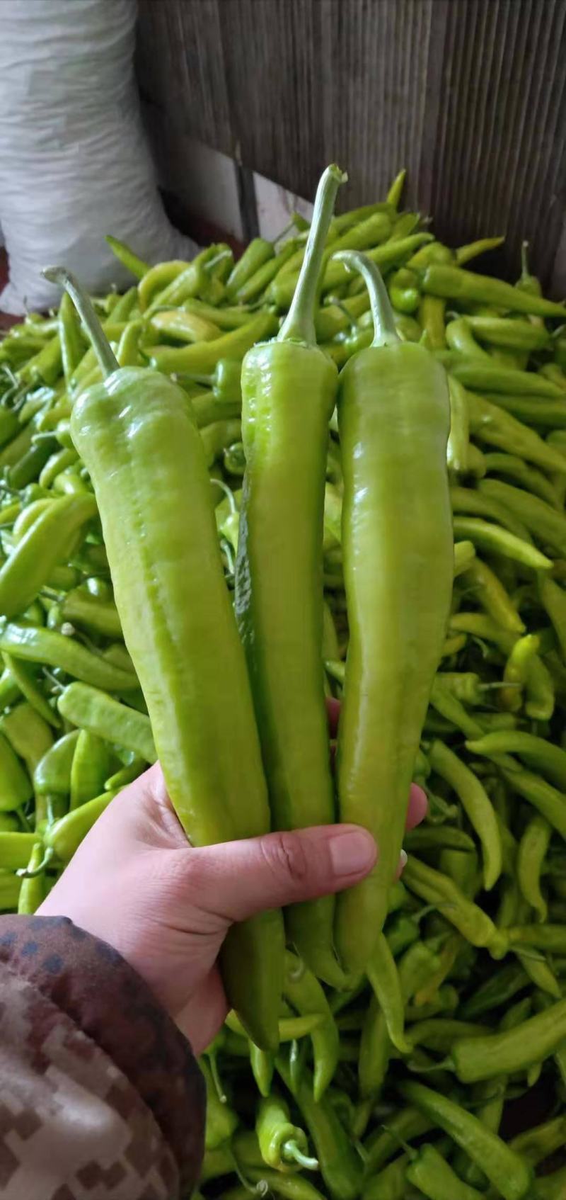 【精品】黄皮尖椒种植基地，商超品质，量大从优，来电优惠